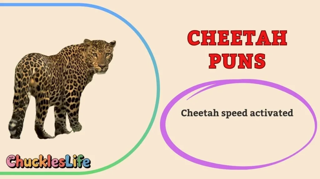 Cheetah Puns
